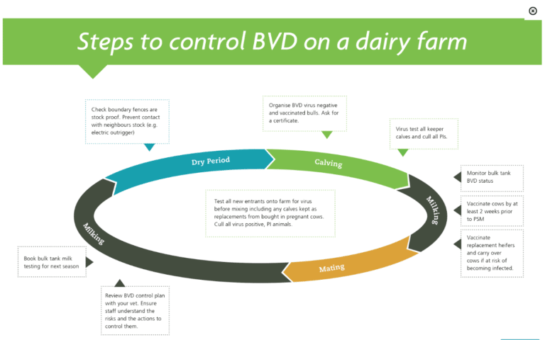 BVD and what it means to dairy farmers - Dairy Vets